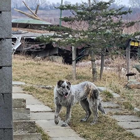 Pensiunea Agroturistica Casa Sirca Boghiş 외부 사진