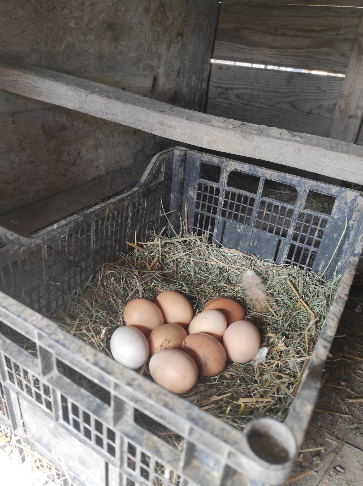Pensiunea Agroturistica Casa Sirca Boghiş 외부 사진